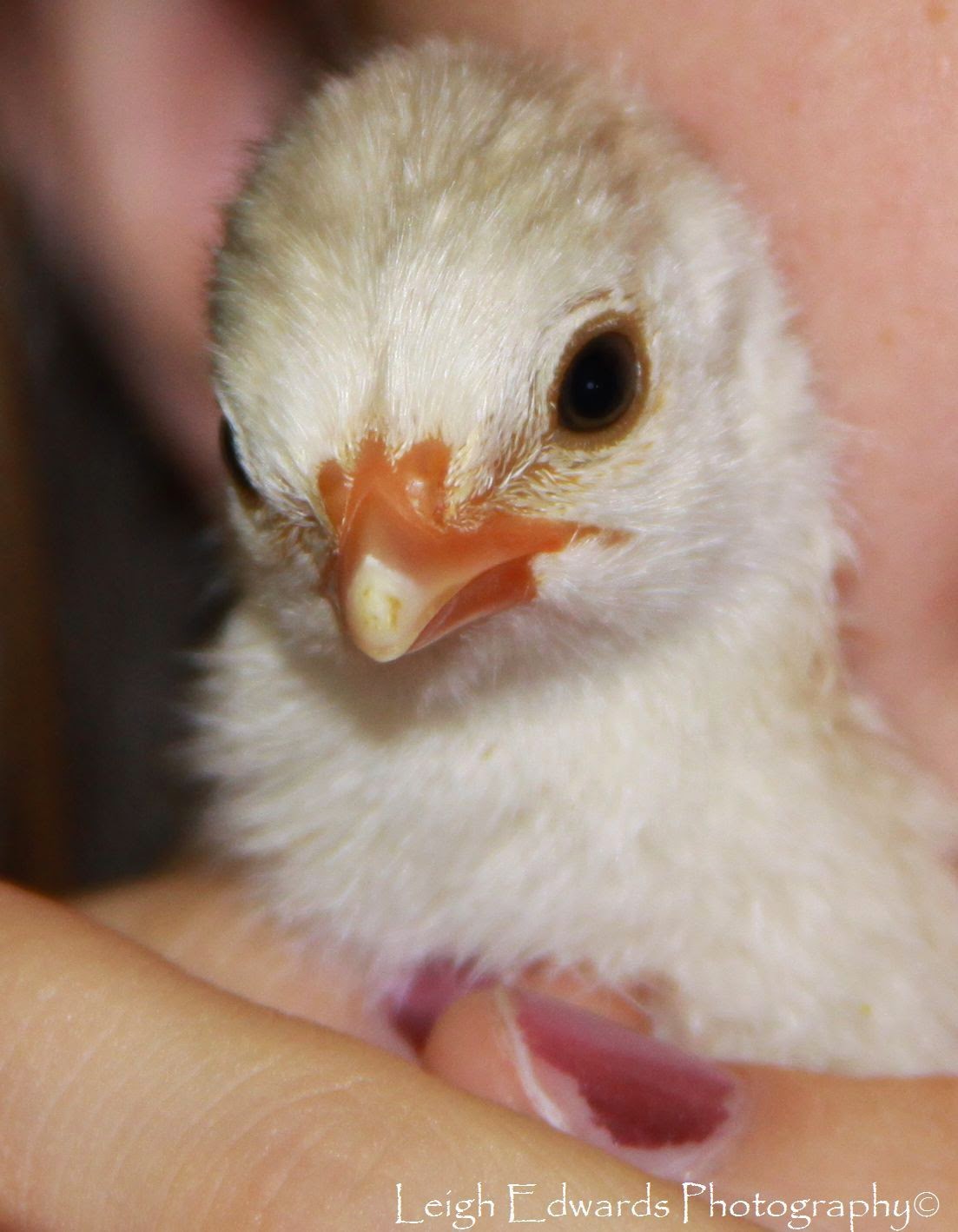 Do you know how fast the Indots grow Breeding and keeping the bird without much trouble Do you know how fast the Indots grow Breeding and keeping the bird without much trouble