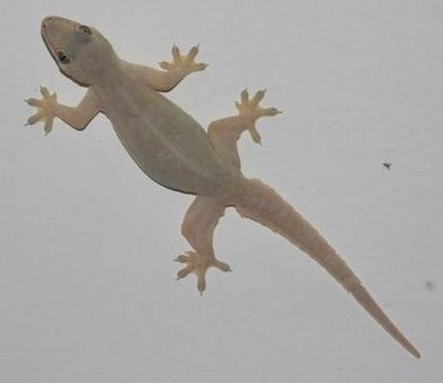Belajar Dari CICAK