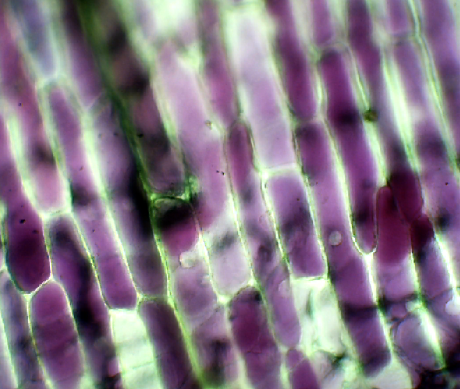 Cuthbert 7th Grade Science Day to Day March 14th Onion Cell
