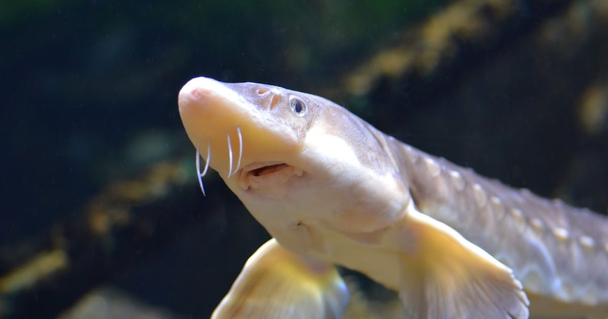 Virginia Fishes Shortnose Sturgeon Feeding