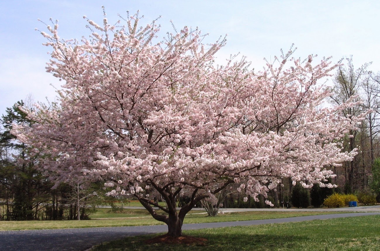 cherry tree 4 in 1 reiki con janus arboles magicos y sus troncos cherry tree 4 in 1 reiki con janus arboles magicos y sus troncos