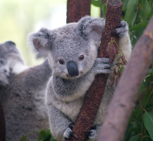 Amazing Koala Endangered Species, Koalas Facts, Photos, Information
