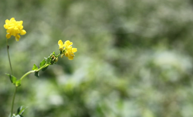Birds-Foot Trefoil Flowers Birds-Foot Trefoil Flowers