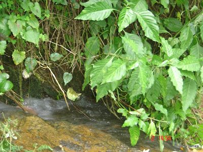 Streams at Velliamattom, Thodupuzha, Idukki