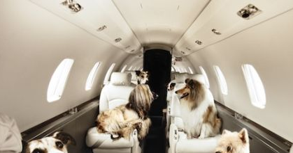 Can You Bring Your Dog On A Chartered Jet Can You Bring Your Dog On A Chartered Jet