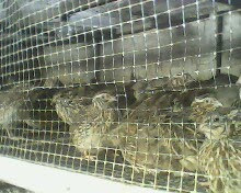 Bird Quail males are retrieved meat