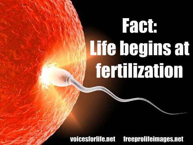 human life begins “human life begins at fertilization, the process during which a male gamete or sperm unites with a female gamete or oocyte (ovum) to form a. human life begins “human life begins at fertilization, the process during which a male gamete or sperm unites with a female gamete or oocyte (ovum) to form a.
