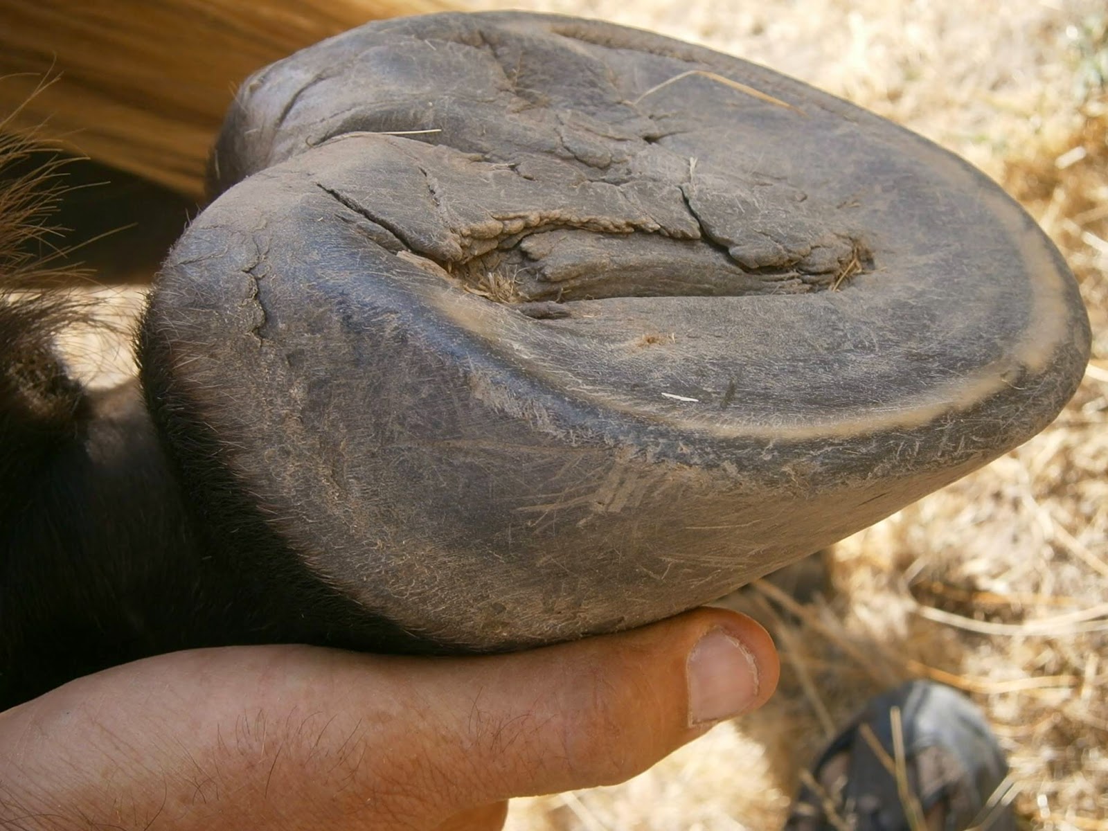 Kia Herold "Keeping horses shod 365 days of the year is a big fault of