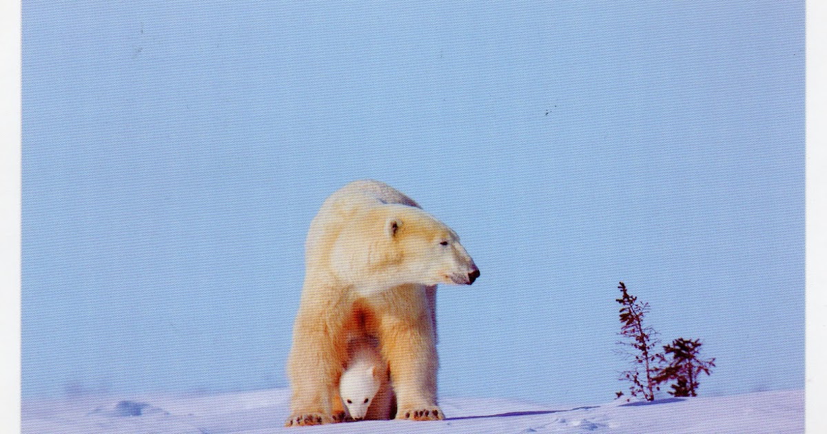 The World In Our Mailbox: Polar Bear, China