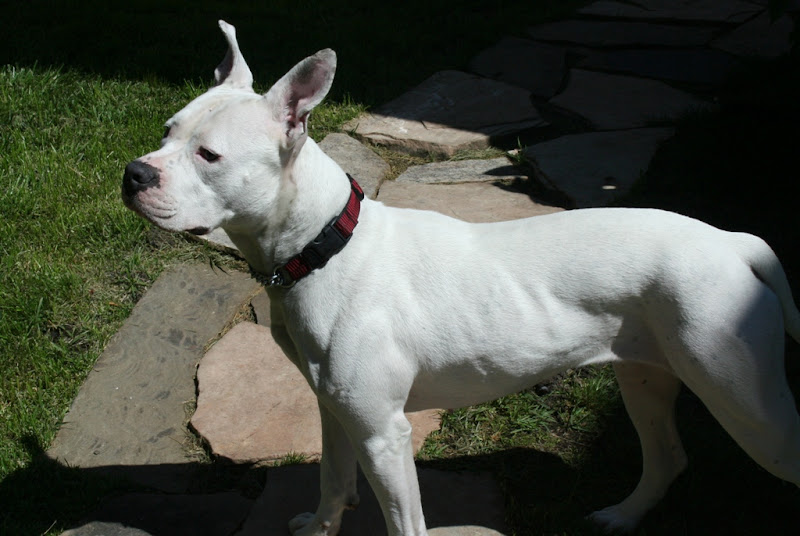 francie in our backyard, standing partially in the sun with shadows all around her, she is very muscularly built without an ounce of fat on her white frame