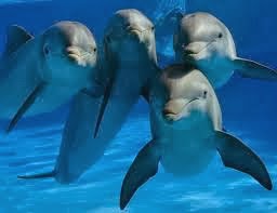Delfines en Isla Iguana