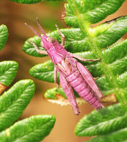The Pink Cricket