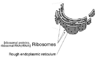 Rough endoplasmic reticulum (RE kasar)