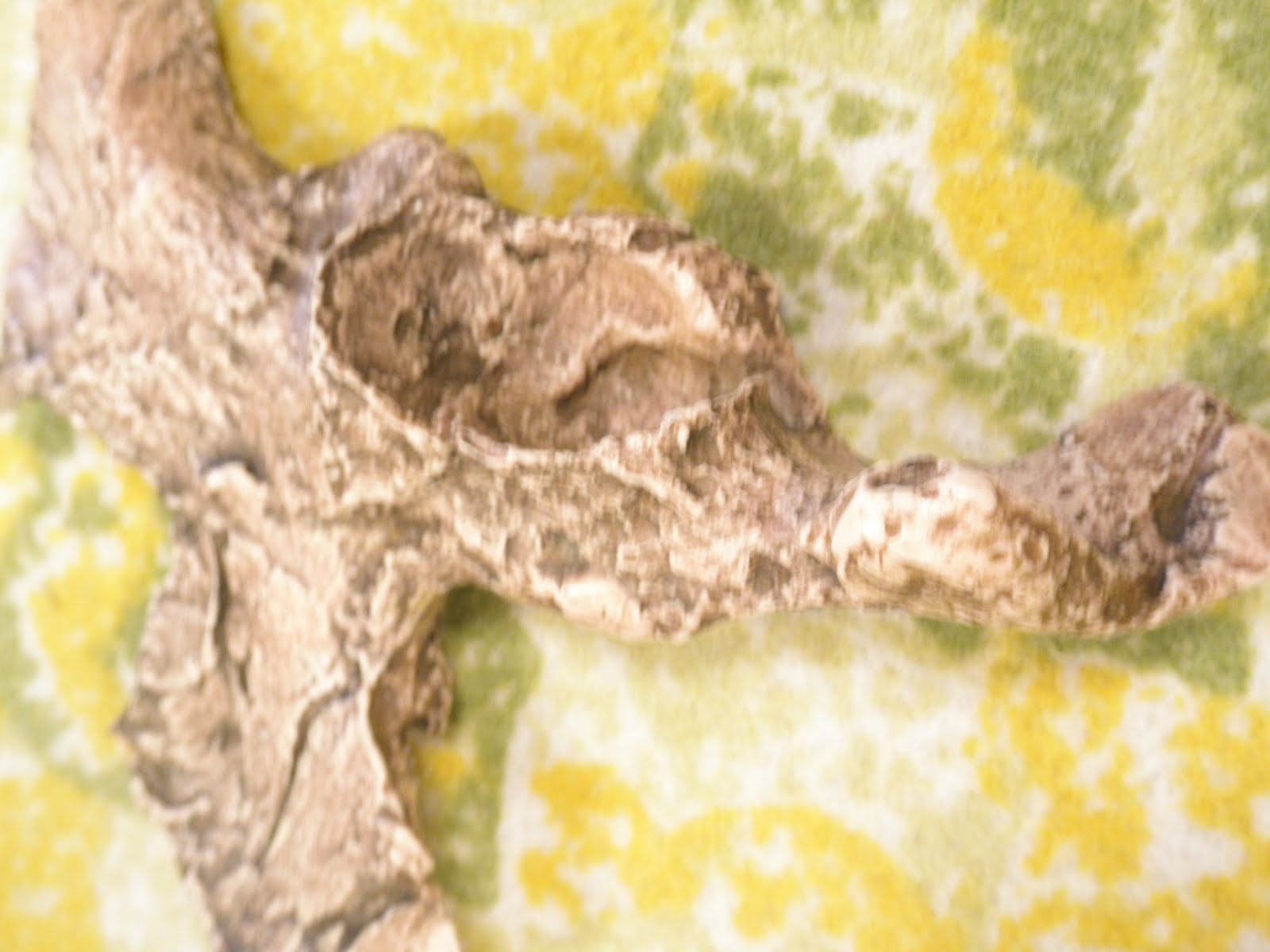 Human Fossils and Evolution: Robust australopithecines