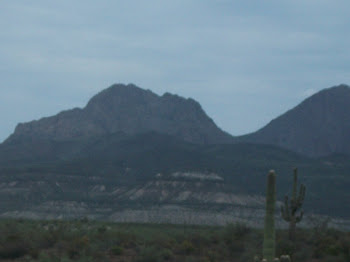 Saguaros along the way