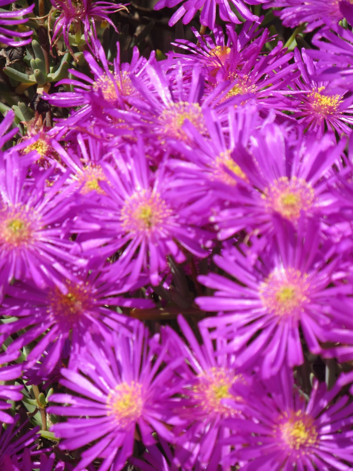 A blog about Cape Town Darling Wild Flower Reserves