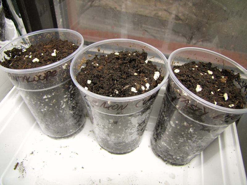 Bucolic Bushwick Starting Cucumber and Melon Seeds