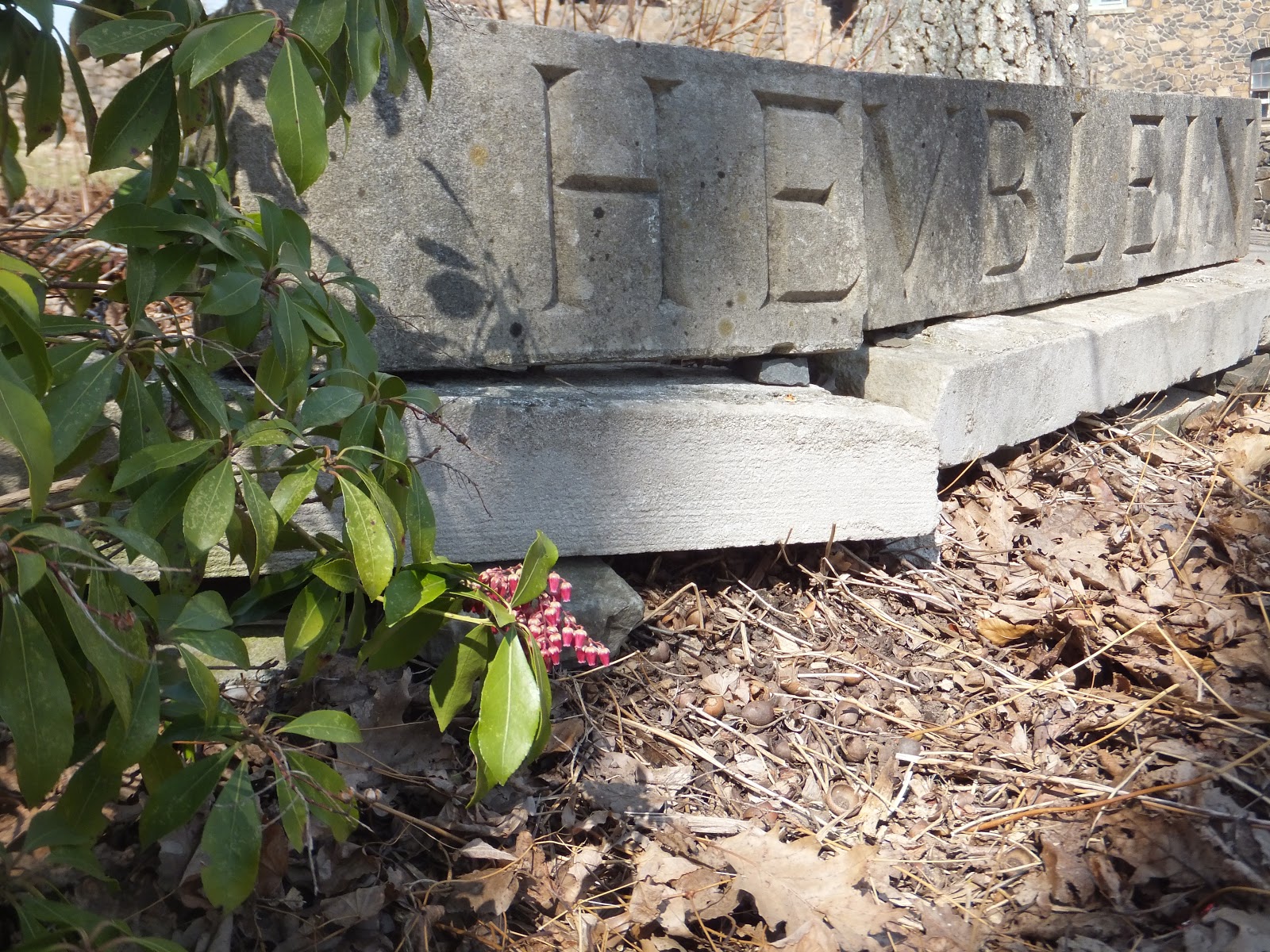 Temps De Jardin Eureka Le Pieris Little Health Green