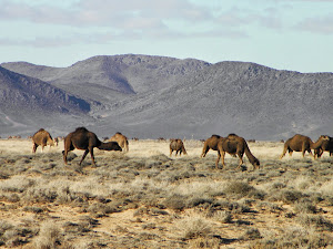 Le Maroc Pittoresque