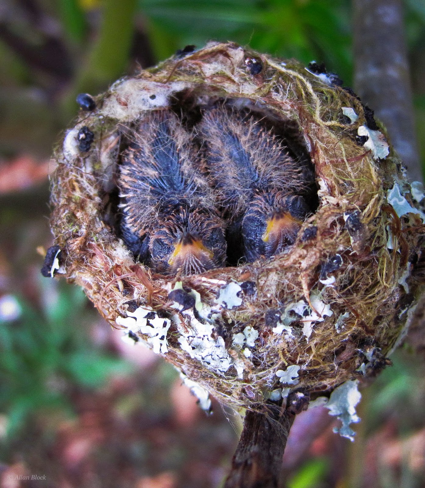 Download Hummingbird egg hatching Incumaker