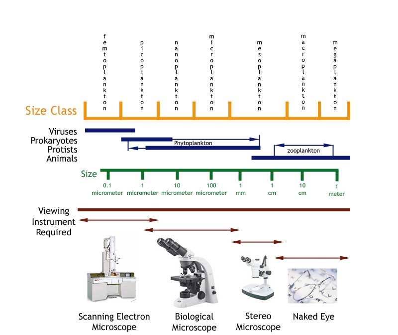microscope world blog ocean plankton and its various sizes types of microscopes chart