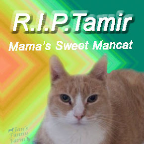 Our Sweet Tamir has gone to the Bridge