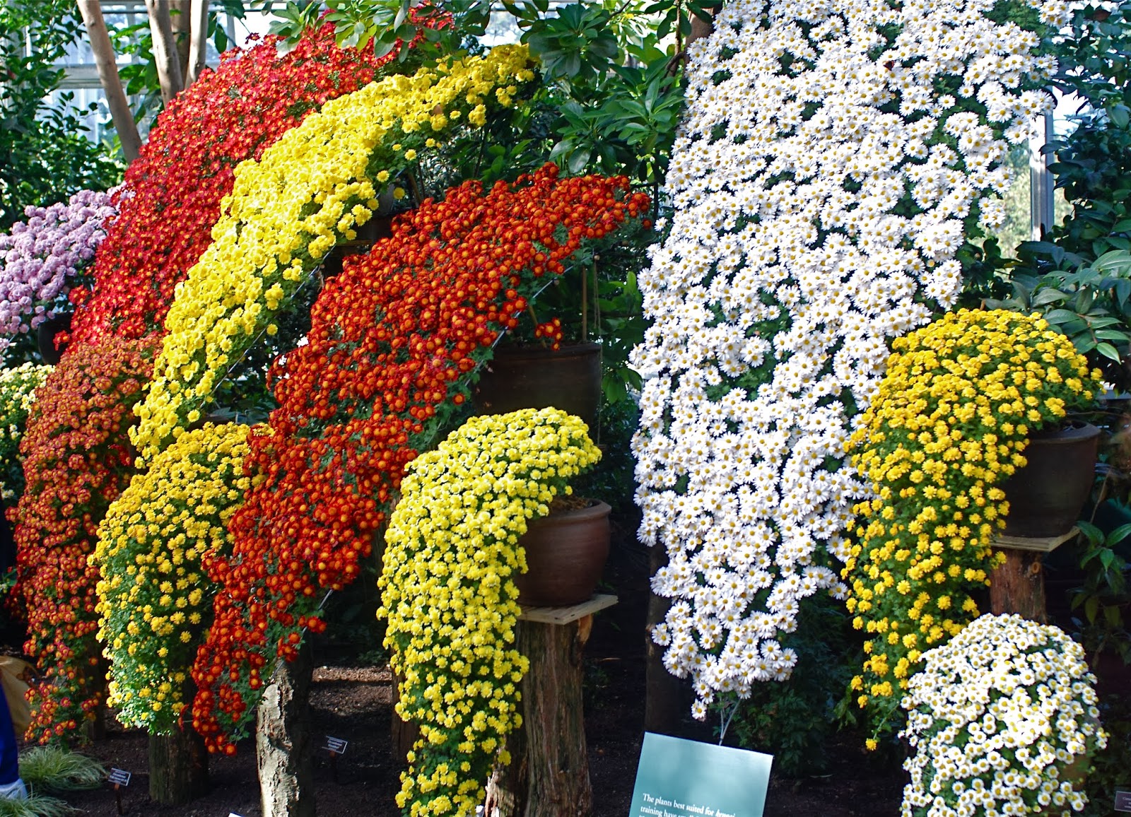 NYC ♥ NYC The Art of the Japanese Chrysanthemum at the New York