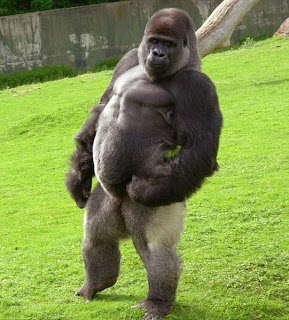 funny gorillas pictures
