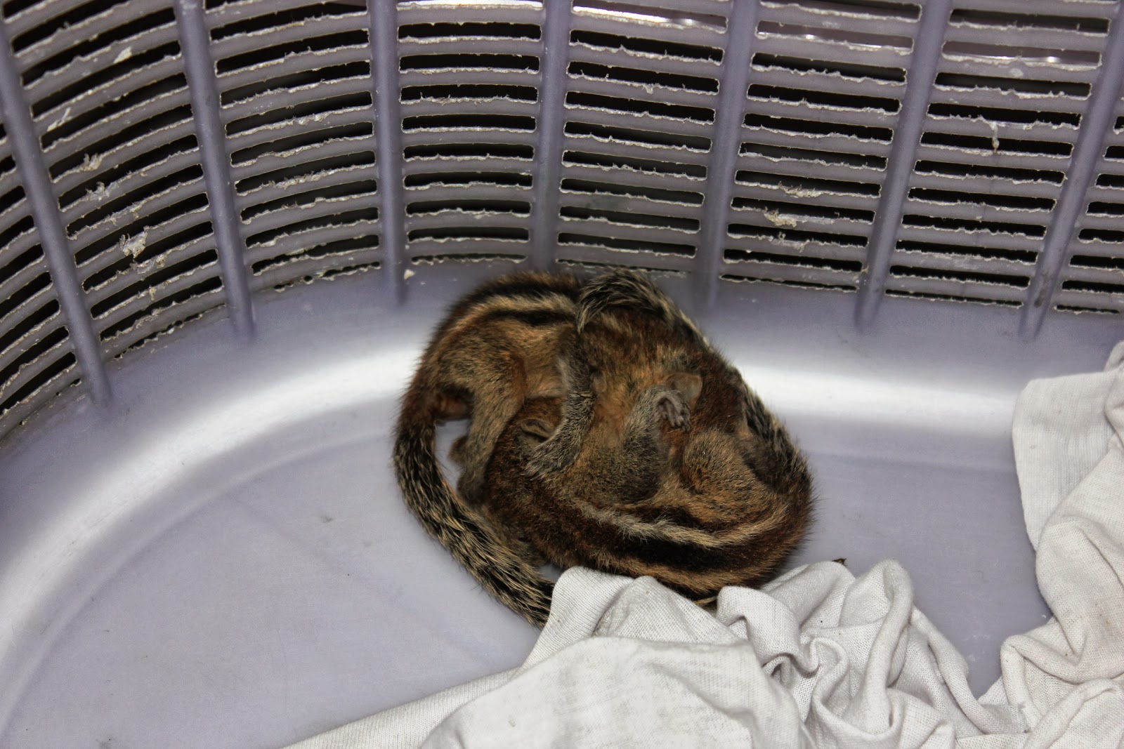 PAWSMumbai Pix Update Baby Squirrel lost their mother now taken care