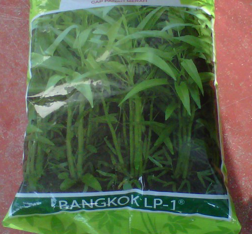 kangkung bangkok bibit unggul kangkung bangkok bibit unggul