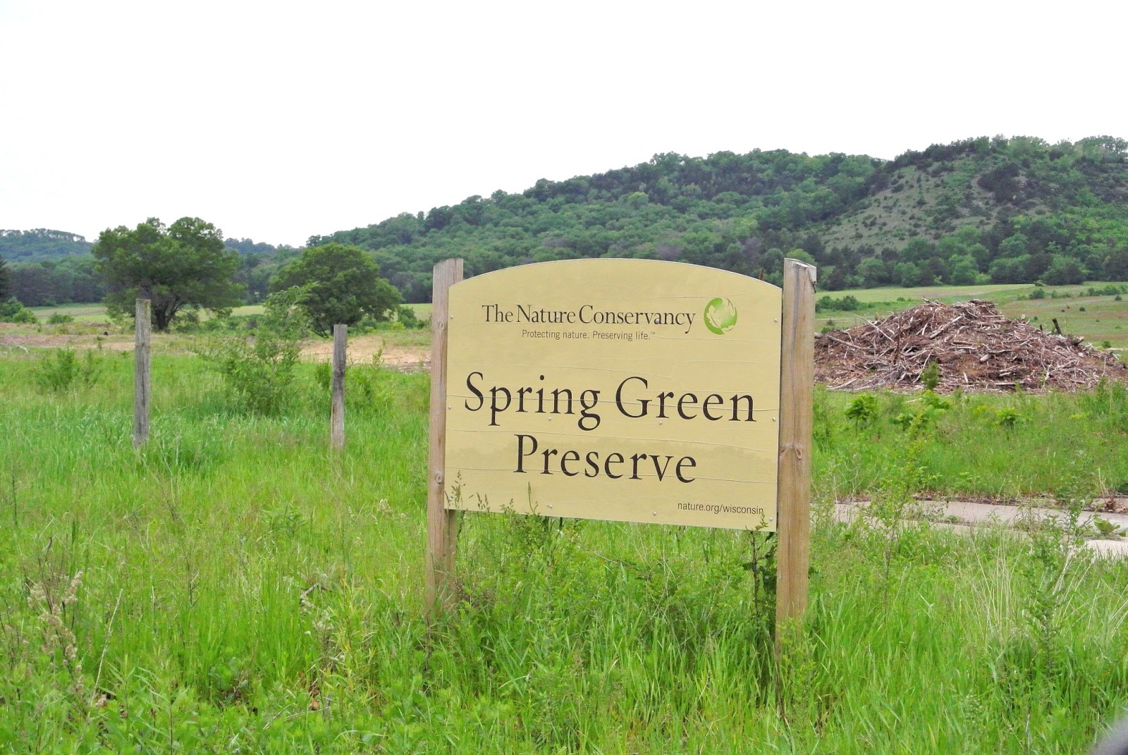 SPEED OF A PLANT Early June's Progression at Spring Green Preserve