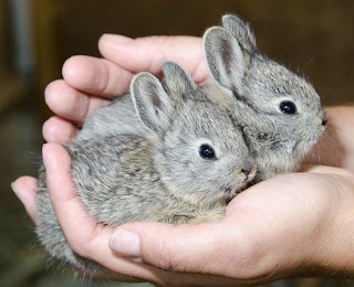 pygmy rabbits
