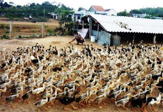 Chăn nuôi 'vào vụ' cho thị trường cuối năm