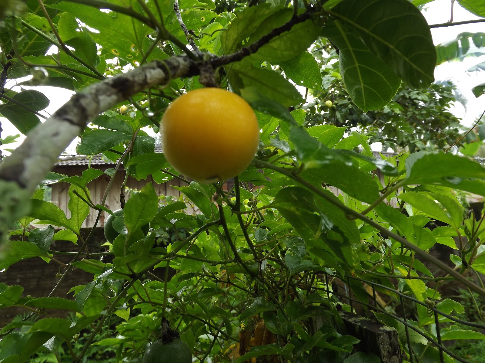 Fruta Maracujá