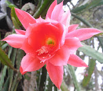 cactus orquídea vermelha