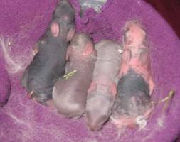 How To Care Newborn Baby Rabbits How To Care Newborn Rabbit Babies