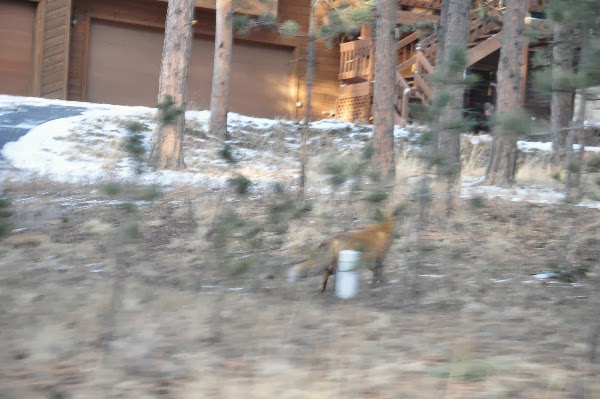 wild fox Woodland Park Colorado Coloradoviews.filminspector.com