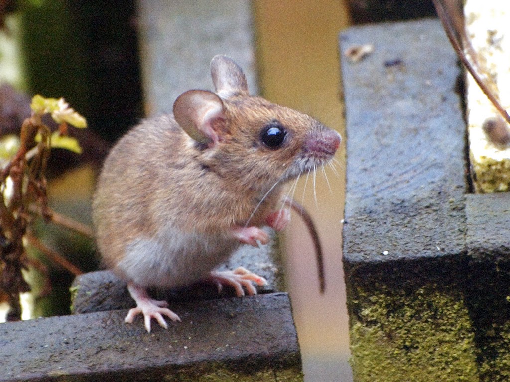Species of UK Week 39 Wood Mouse (‘Apodemus sylvaticus’)