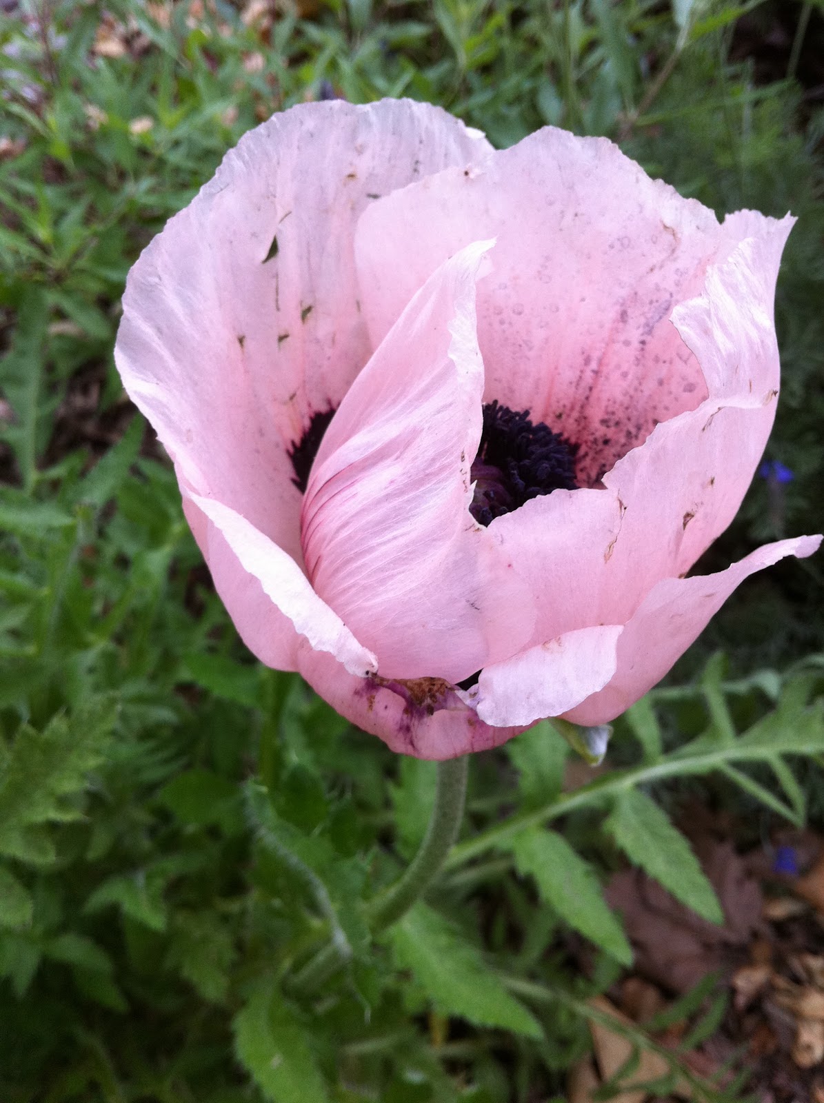 THE CITIZEN ROSEBUD Kudos