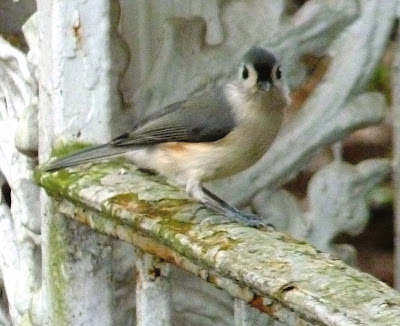 titmouse