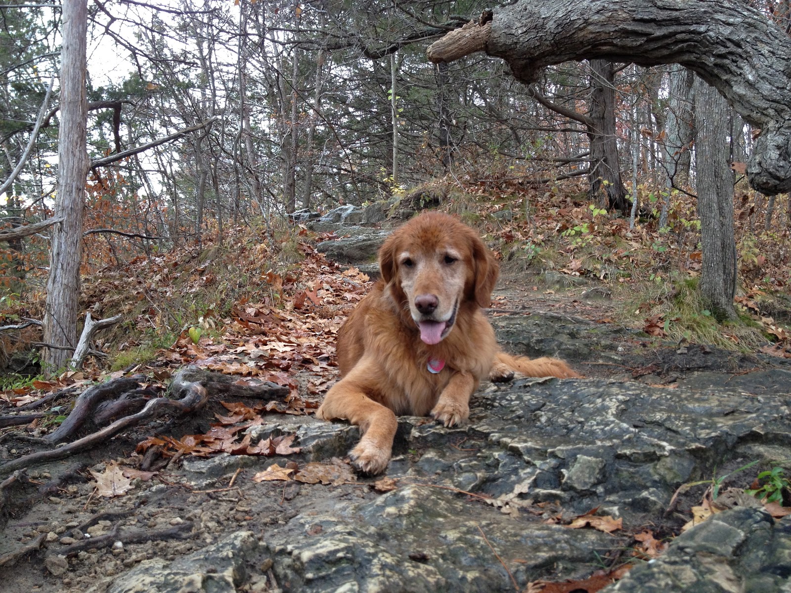 Travels with Rocky the Dog Whitewater State Park and the Root River Valley