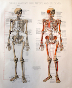 Diehl's Anatomy for Artists and Students