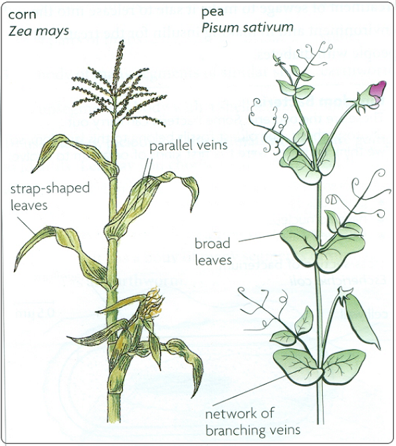 8 Plant Kingdom Biology Notes for IGCSE 2014