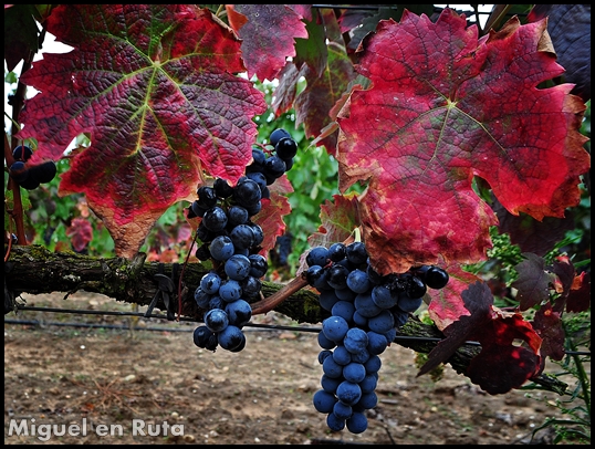 Bodegas-Señorío-de-Valdesneros