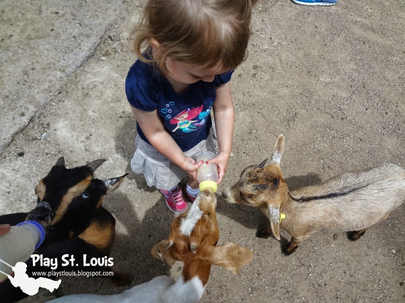 Play St. Louis Grant's Farm, South St. Louis County