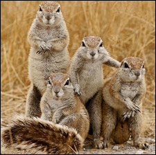 Squirrel Gang Squirrel Gang