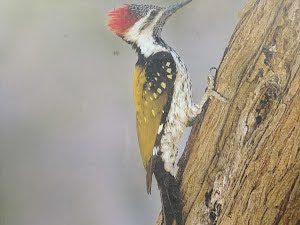 Woodpecker.:- Photo Mr Hement.Kirkire