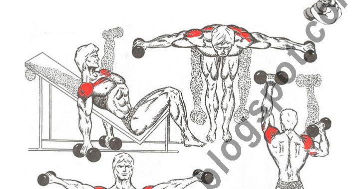 Rear Delt Fly Makinede Arka Omuz Acis Bodyforumu Com