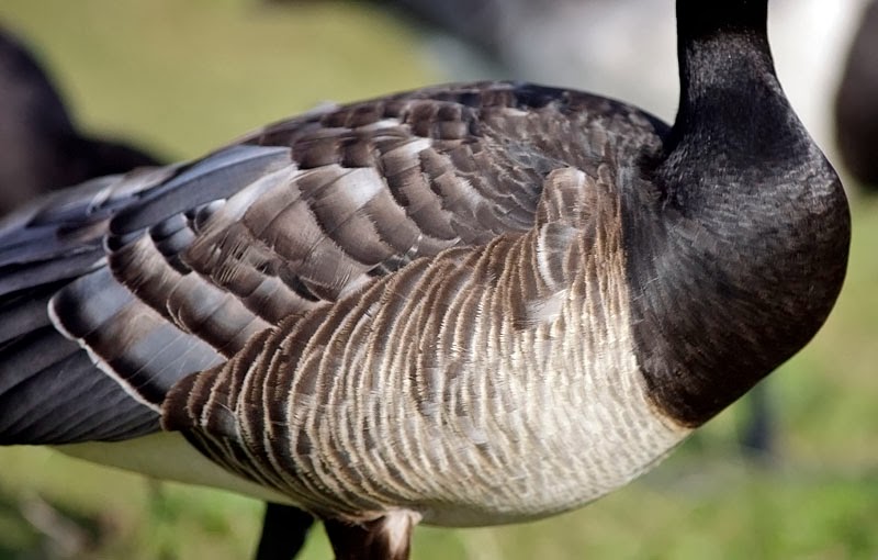 Bird Hybrids Barnacle Goose x Canada Goose