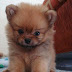 How much does a Pomeranian Puppy Cost?
